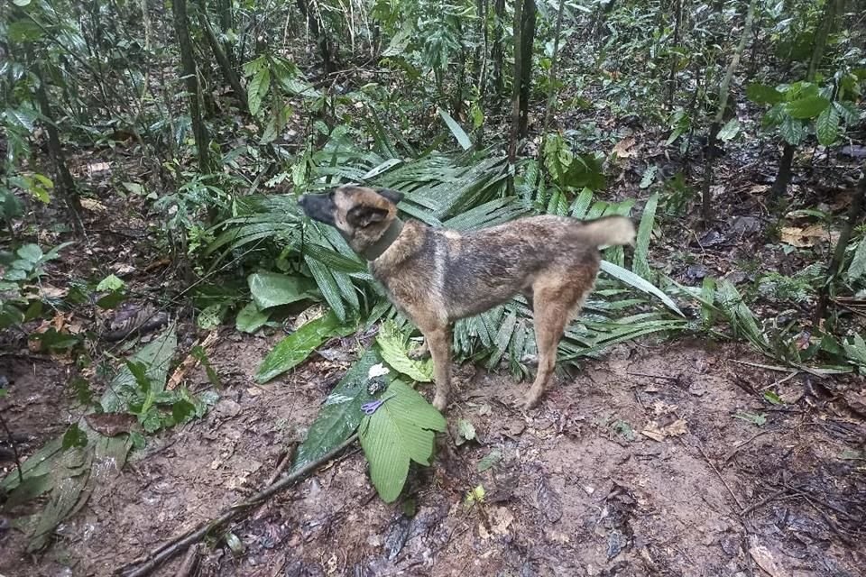 El perro de rescate 'Wilson' durante la búsqueda de cuatro niños perdidos en la selva de Colombia, el 17 de mayo de 2023.