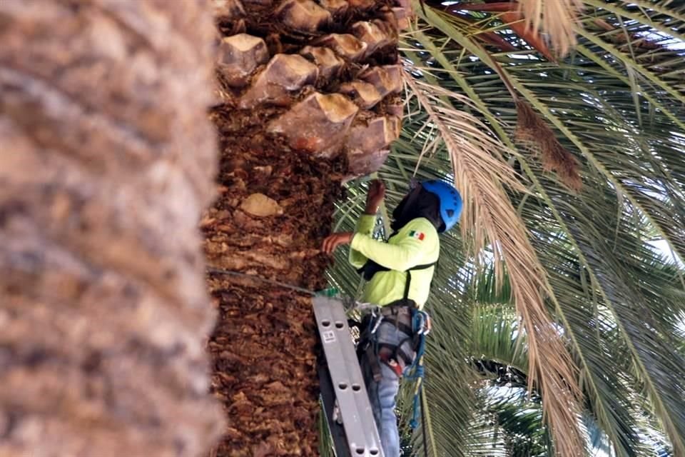 La red de sensores permitirá solo aplicar tratamientos contra plagas en los ejemplares afectados.