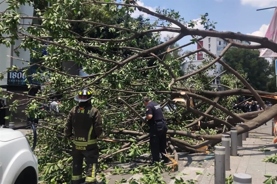 El árbol fue seccionado por los Bomberos para ser retirado.