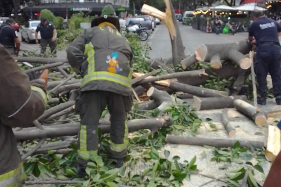 La caída de un árbol en Polanco, Alcaldía Miguel Hidalgo, lesionó a dos personas. 