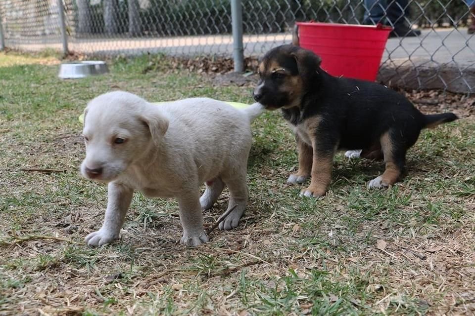 'No hay incremento, hemos controlado por las campañas de esterilización', resaltó Magaña. 