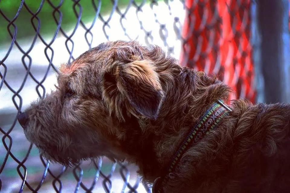 A la par de este censo, también se creó el albergue para canes, en el cual durante dos años han rescatado a cerca de 700 y logrado poner en adopción a casi 600. 