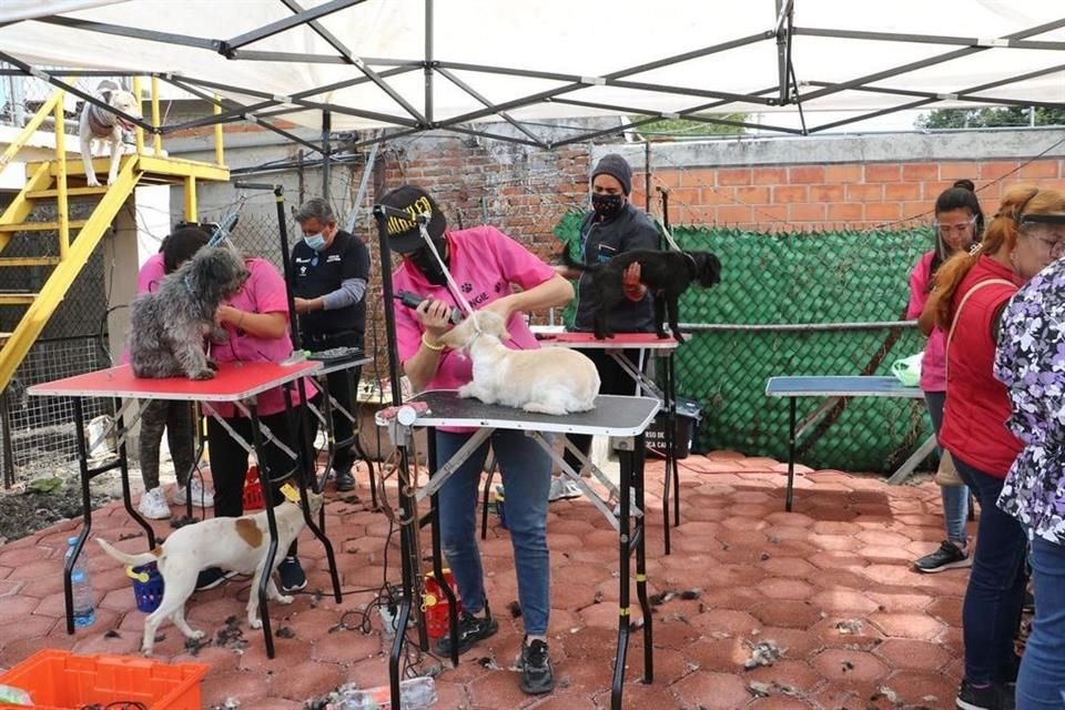 Veterinarios de la Ceda han esterilizado a 350 animales de compañía en el último mes y medio. 