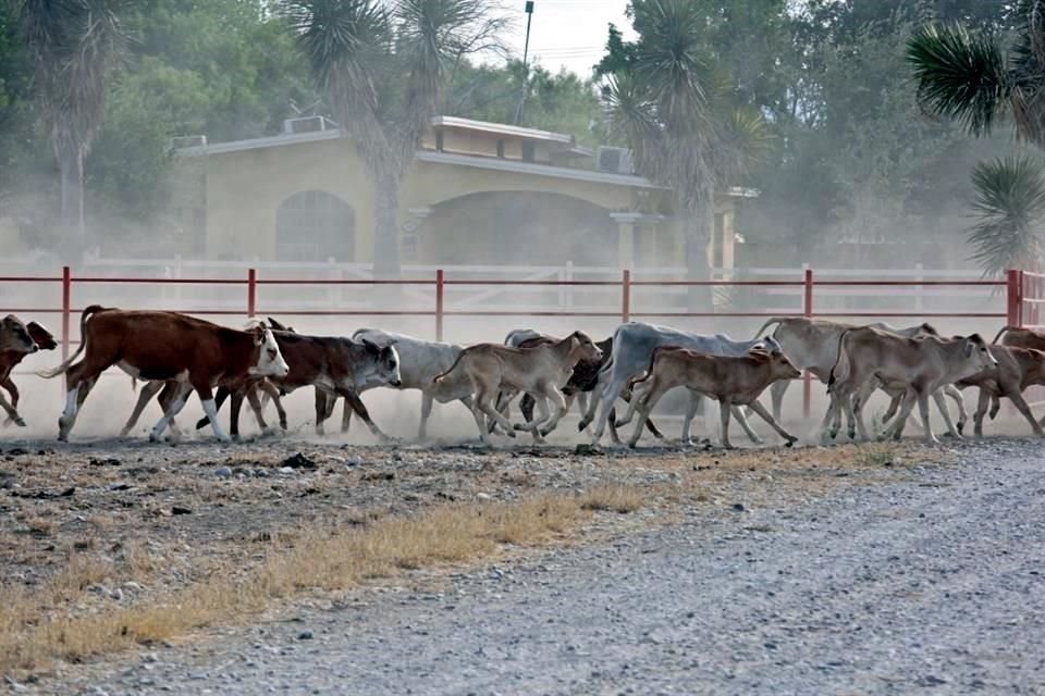 Hasta los primeros días de julio, se reportan 19 mil 688 animales infectados, frente a 11 mil 930 casos registrados en febrero.