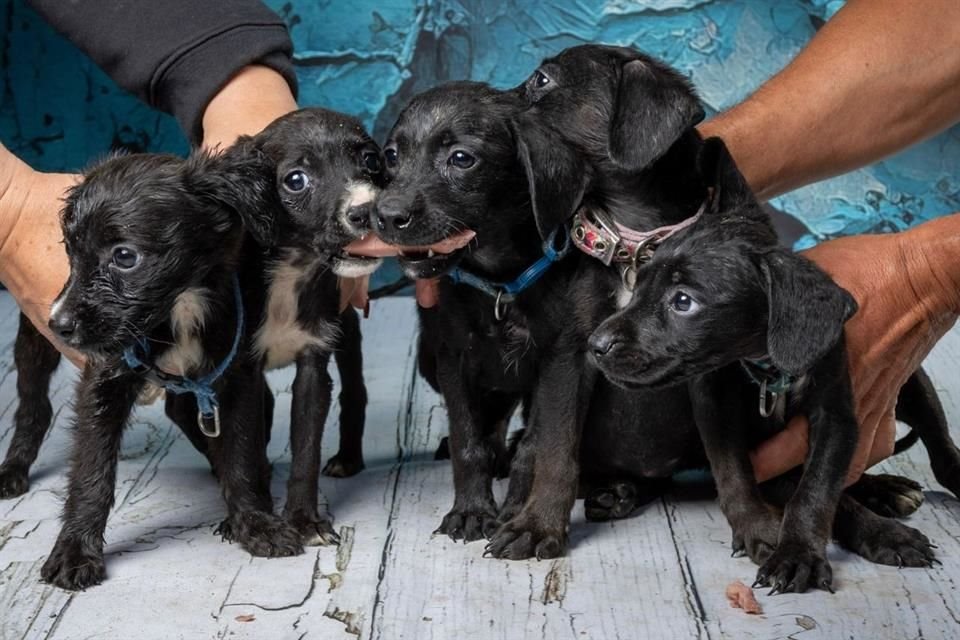 En menos de un mes, el Refugio Animal Buenos Chicos se llenó de perros abandonados o huérfanos luego de que mataron a su mamá.