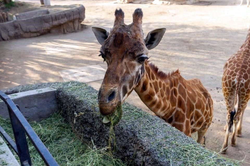 La jirafa Fortunata cumplió 33 años y es la jirafa más longeva del Zoológico de Chapultepec.