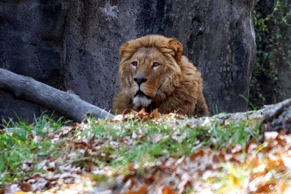 Los 12 felinos rescatados del refugio Black Jaguar-White Tiger, y que fueron llevados a zoológicos de la CDMX, lograron recuperarse