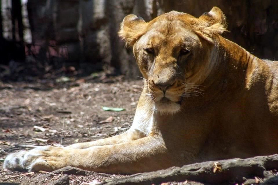 Los 12 felinos rescatados del refugio Black Jaguar-White Tiger, y que fueron llevados a zoológicos de la CDMX, lograron recuperarse