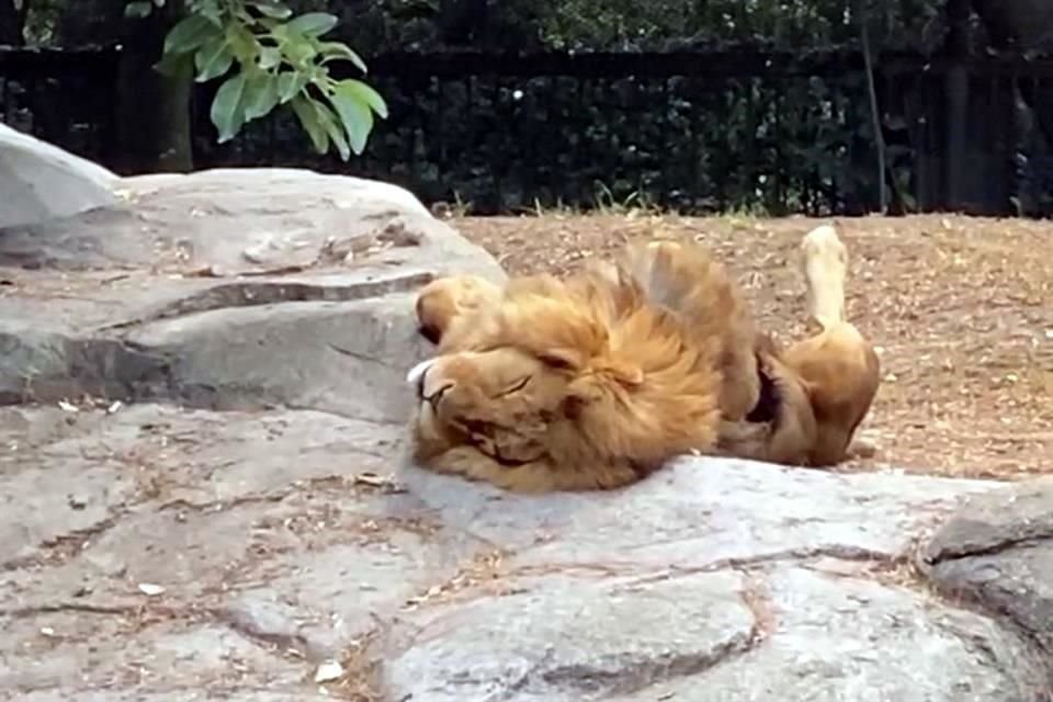 Los 12 felinos rescatados del refugio Black Jaguar-White Tiger, y que fueron llevados a zoológicos de la CDMX, lograron recuperarse