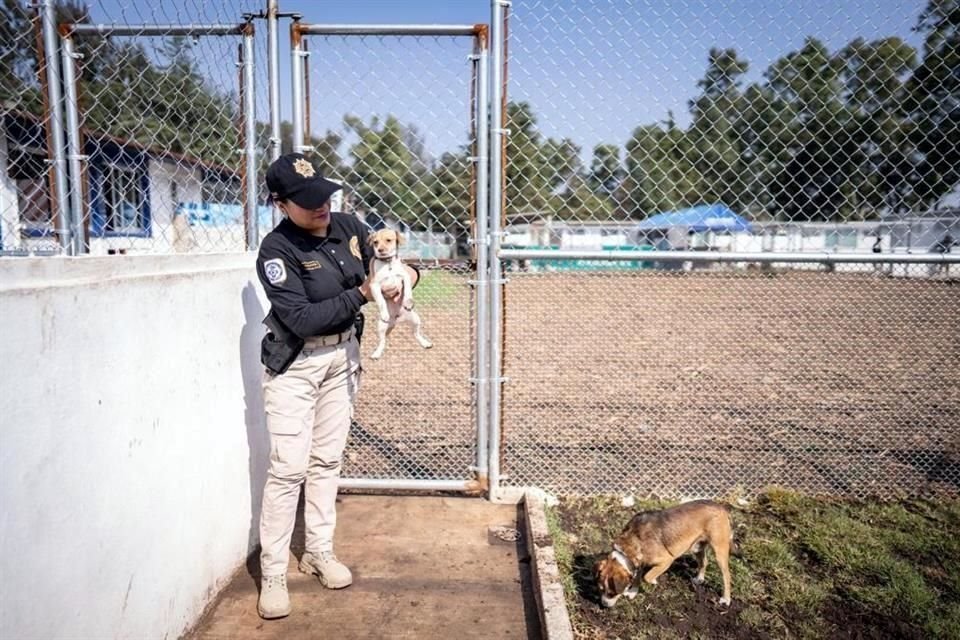 Los perritos llegan a este lugar después de haber sido rescatados de maltrato.