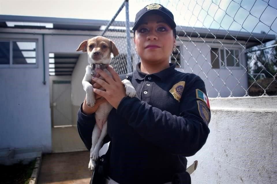 Los perros y felinos llegan a este lugar tras haber padecido maltrato.