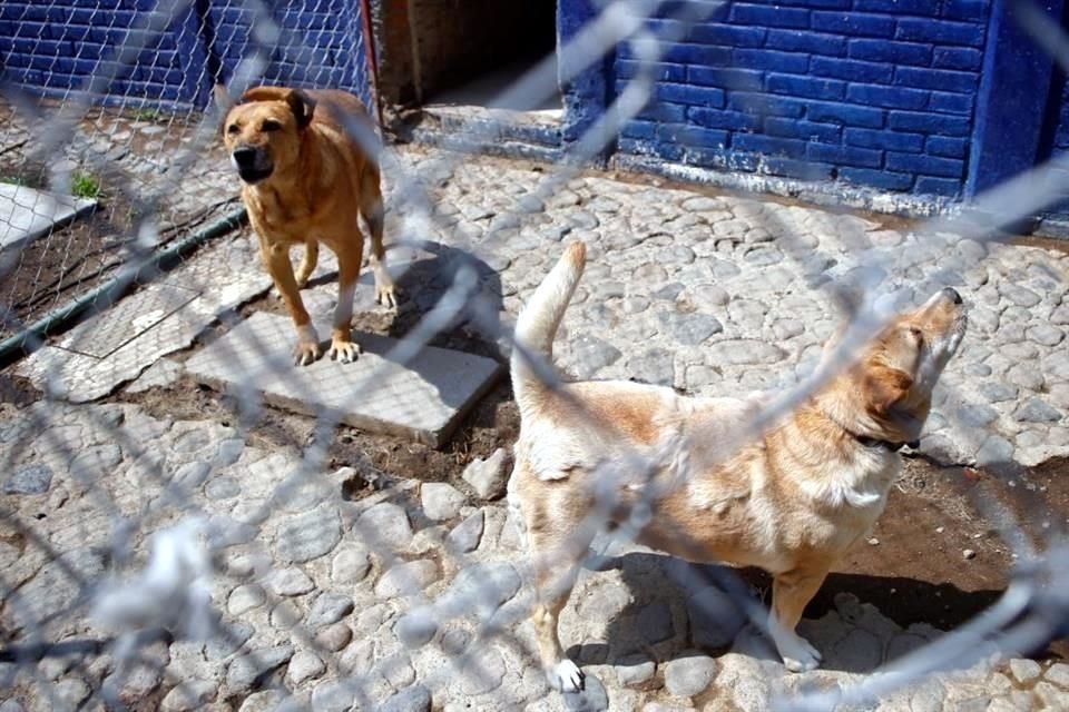 El centro de Rehabilitación Animal de Cuautla servirá como ejemplo.