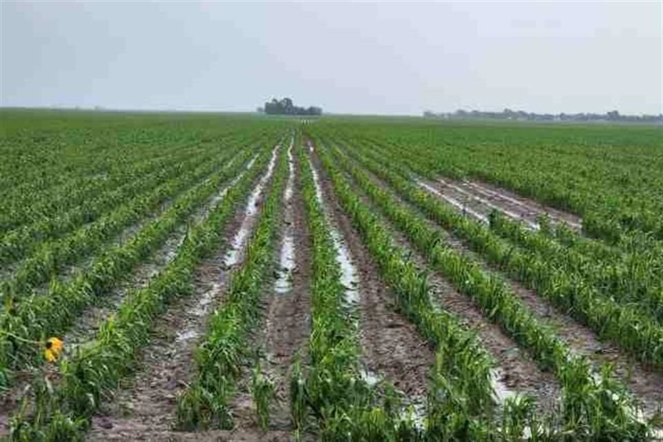 Entre los principales estados productores de cilantro están Puebla y Baja California.