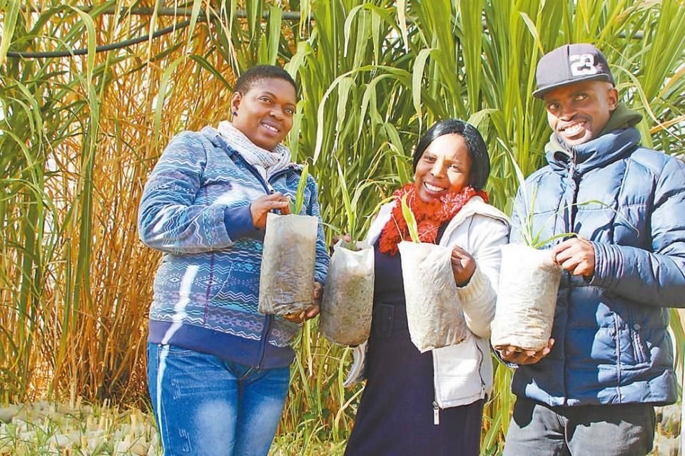 En las afueras de Maseru, capital de Lesotho, los cultivadores locales que aprendieron técnicas de plantación de hongos se hicieron una foto frente al invernadero de juncao.