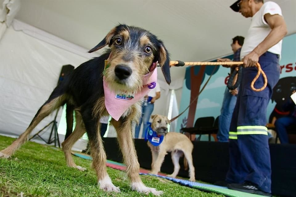 Esta mañana se realizó una pasarela canina con 25 ejemplares para promover su adopción frente a distintos asistentes y voluntarios.