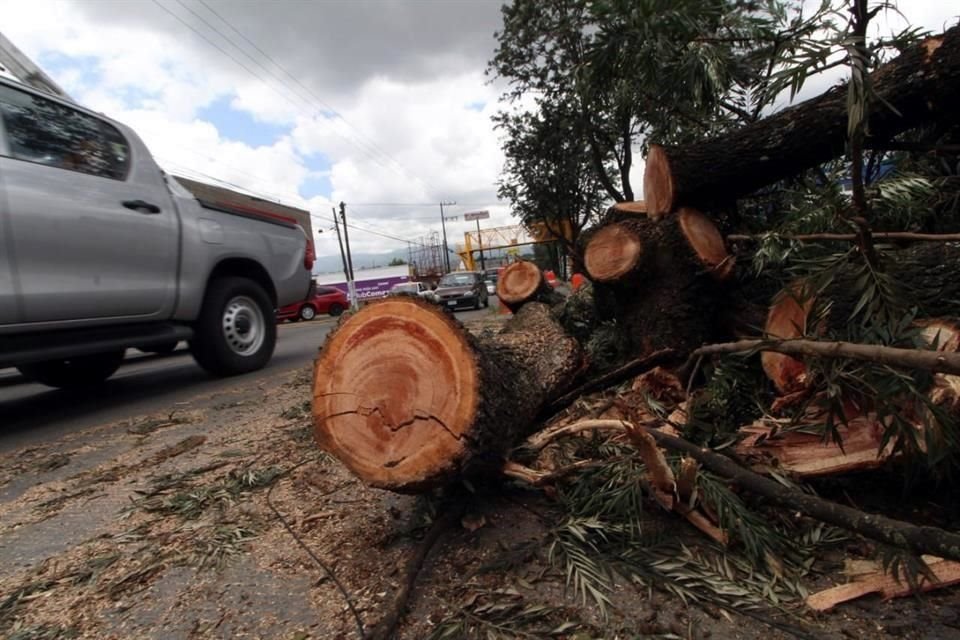 Los árboles estaba en el camellón de la Avenida Lázaro Cárdenas.