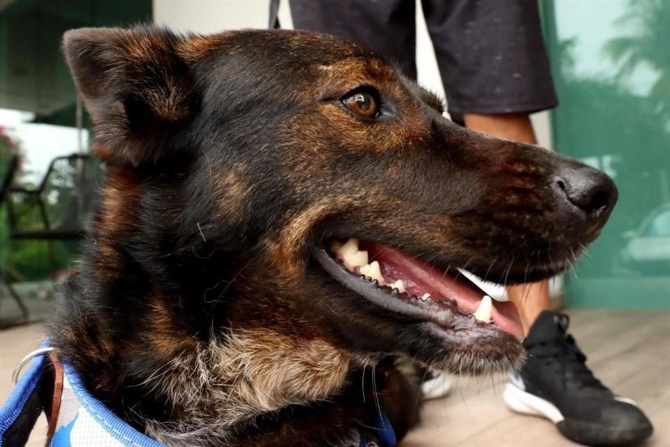 Los perros de México no tienen permitido viajar directamente a Australia debido a estrictas medidas de bioseguridad.