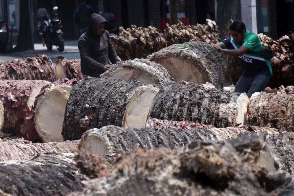 Desde febrero de 2022, el paisaje de Vértiz se ha visto afectado por las palmeras afectadas por la plaga y el retiro de estos ejemplares.