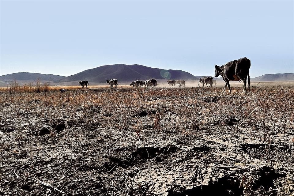 Dos terceras partes de México sufren por sequía, la proporción más alta desde 2014; pasó de 43.3% en julio a 67.1% en septiembre, según SMN.