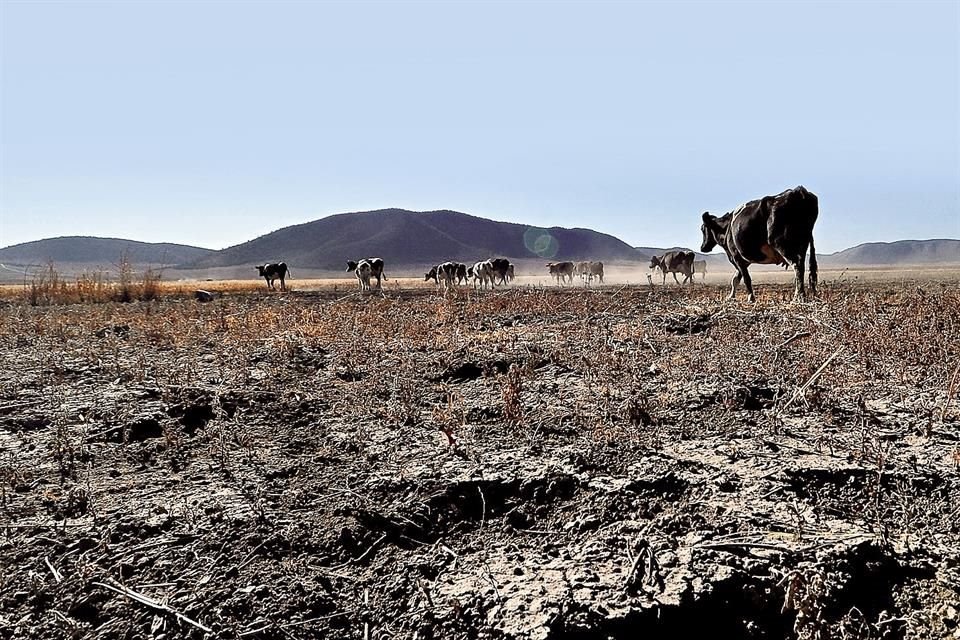 Al incumplirse pronósticos de lluvia, la sequía registró un aumento en el último mes, afectando de forma más severa al occidente del País.