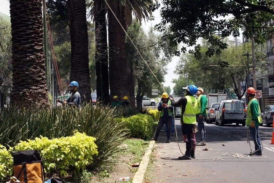 Los trabajos de derribo y sustitución se llevarán a cabo por un tiempo indefinido.