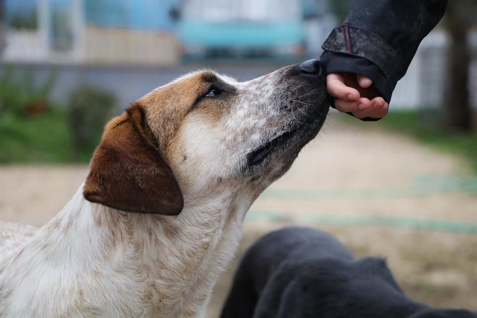 Crear una red vecinal de hogares temporales y apadrinar un refugio son algunas ideas para ayudar a los perros en situación de calle.