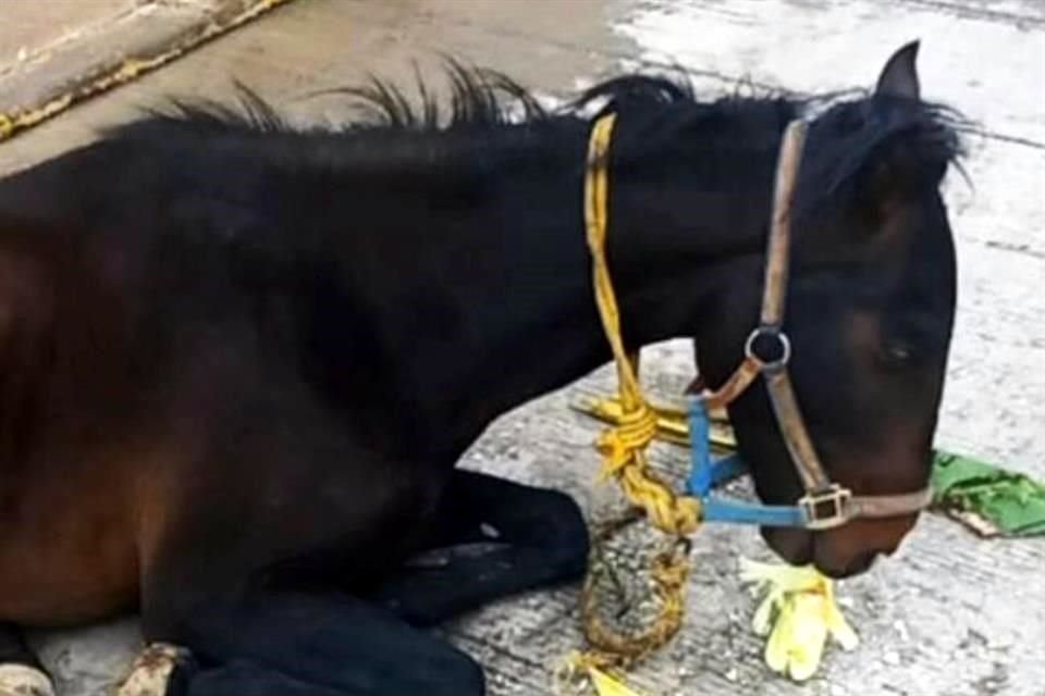A través de una grabación, ciudadanos del Estado de México dieron a conocer los abusos contra el caballo de carga.