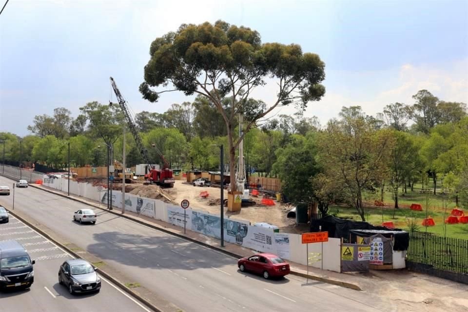 El árbol de eucalipto está contemplado para derribarse como parte de las obras del Cablebús.