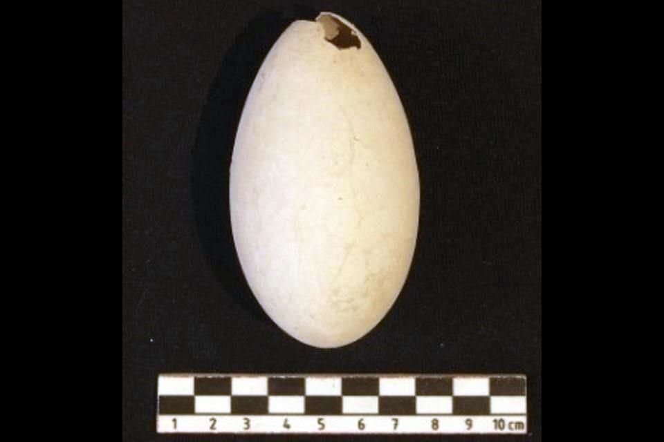 El huevo fósil de flamenco es el primero de esta familia biológica que se localiza en América, mide 93.491 milímetros de largo y ancho máximo de 55.791 milímetros.