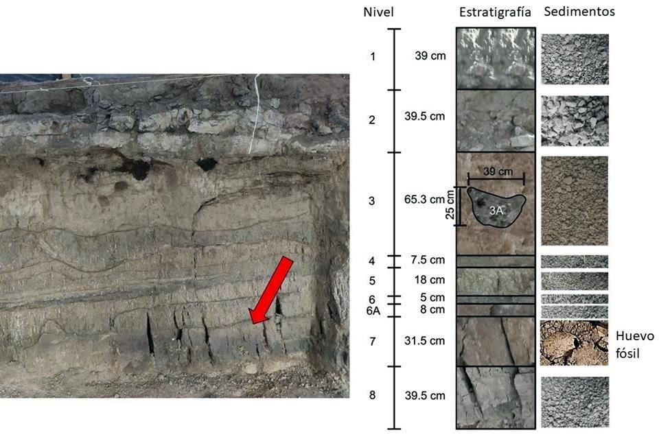 El huevo se halló aproximadamente a 31 centímetros de profundidad. El descubrimiento confirma que los flamencos formaron parte de los paisajes lacustres del Centro de México.