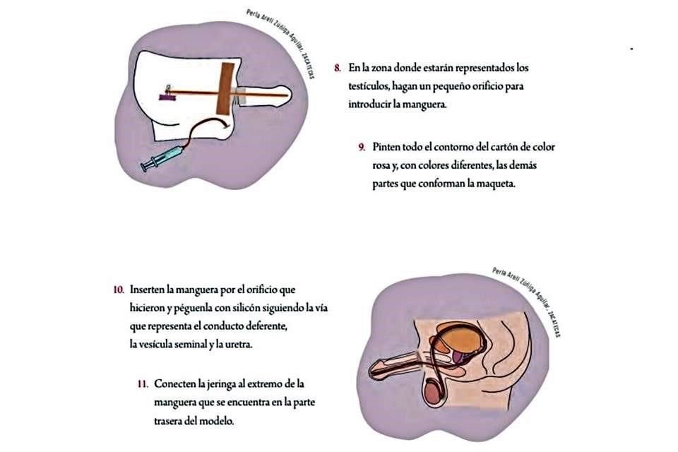 En uno de los textos de quinto grado de primaria, se pide crear una maqueta para explicar la eyaculación.