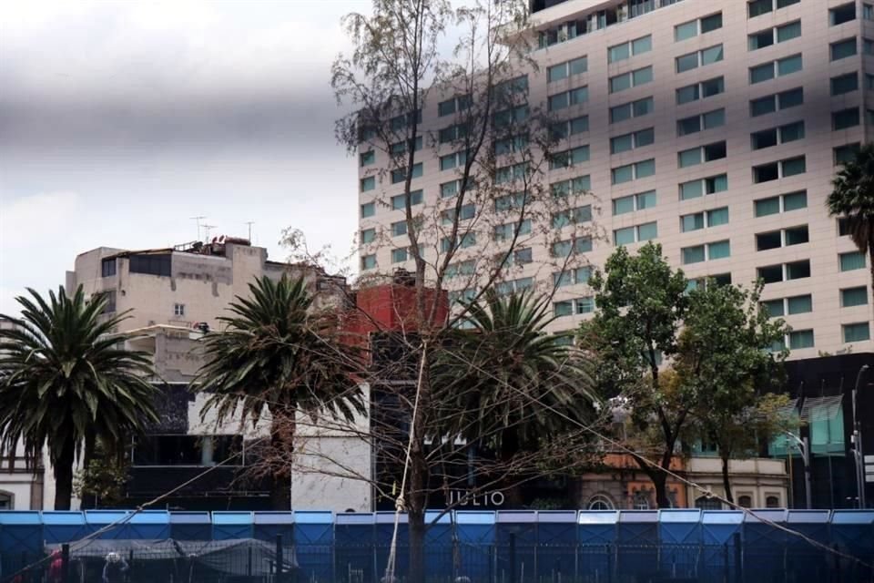 Ahuehuete sembrado en la glorieta del Ahuehuete, anteriormente conocida como la glorieta de la Palma pero también conocida como la glorieta de los desaparecidos.