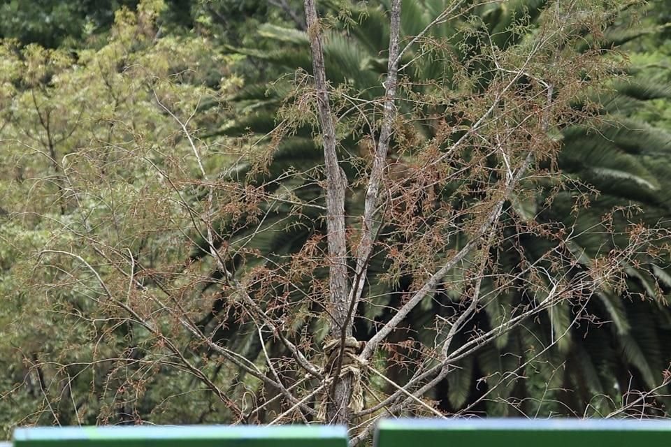 Especialistas alertaron por las hojas secas en la punta del segundo ahuehuete.