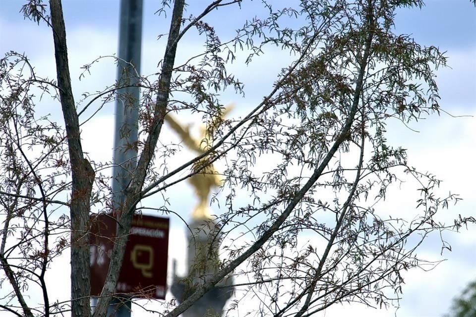 'El ahuehuete está vivo y pasa por un proceso de adaptación, presenta brotes de hojas verdes y permanece en constante monitoreo', subrayó la Sedema.