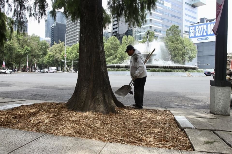 'Les quitaron las banquetas de encima y les liberaron el espacio para que el tronco siga en desarrollo', expuso el arborista de Nuevo León.