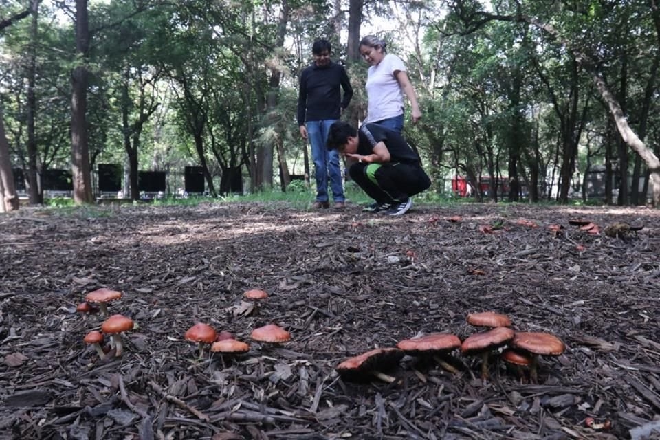 Ayer se llevó a cabo el primer 'Hongosto' en la zona Sensorial del Jardín Botánico de Chapultepec.