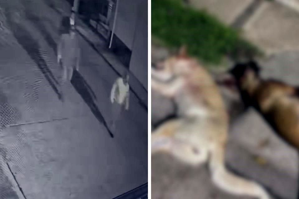 Captura del video grabado por cámara de seguridad y los cuerpos de las perritas.