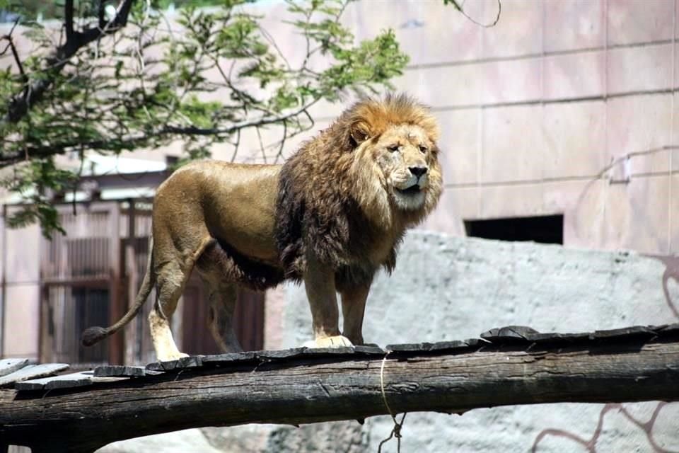 Los leones se encontraban en malas condiciones de salud, con bajo peso, algunos con lesiones en las colas, en la piel y pelo hirsuto.