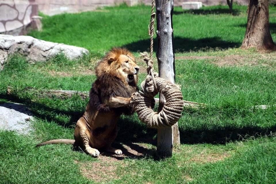 En el hábitat de los felinos se acondicionaron aditamentos para que pudieran jugar y ejercitarse.