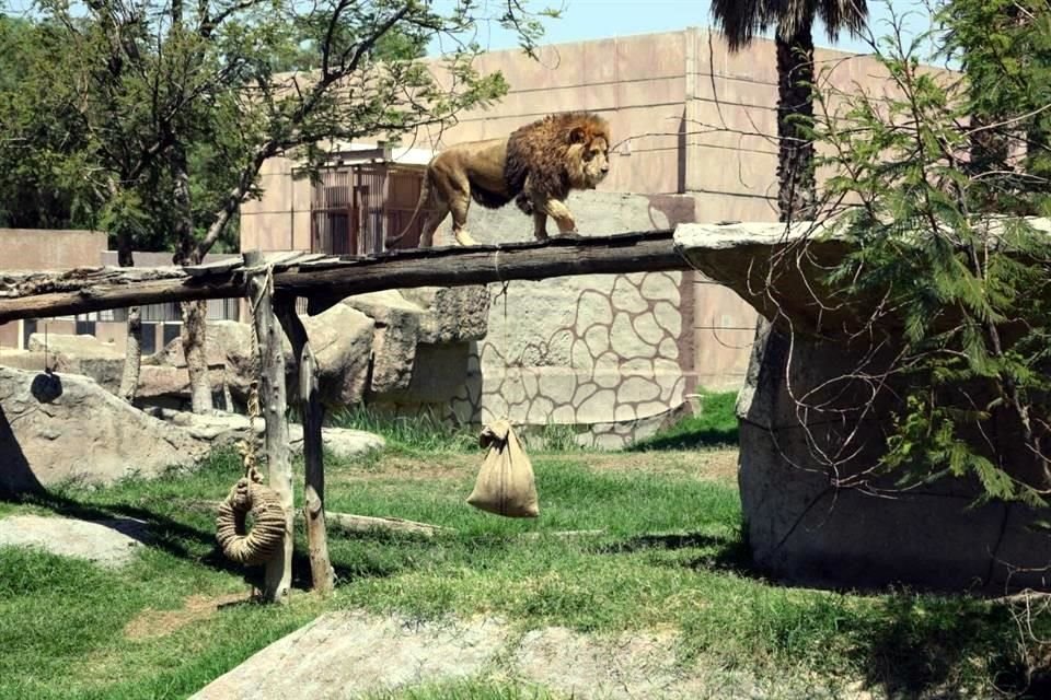 La carne que Sedema busca adquirir servirá para alimentar animales de los Zoológicos de la CDMX.