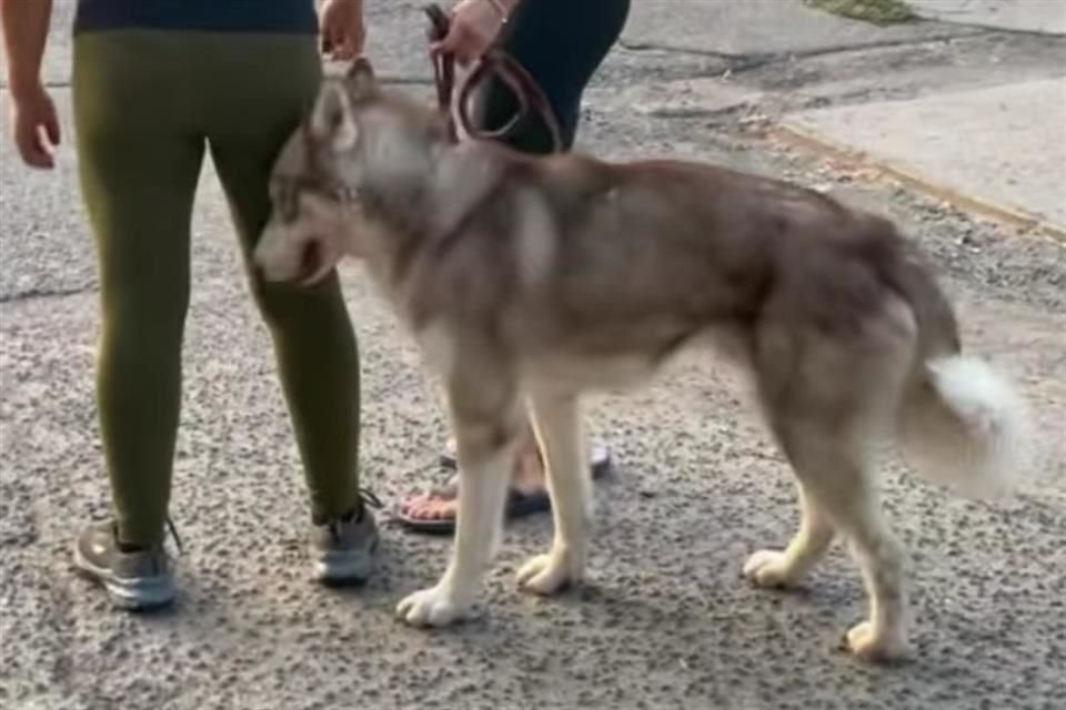 Mediante redes sociales se viralizó el caso de una mujer que usó a su perro husky para matar a otro en la Colonia Fuentes del Nilo, Tonalá.