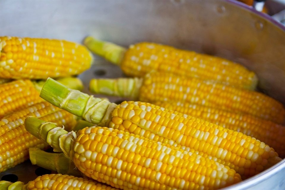  Hasta la fecha no se sabe con precisión quién vigilará que el maíz genéticamente modificado no se use para consumo humano.
