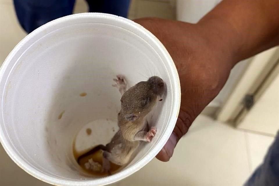 Tras circular reportes de una plaga de roedores en el Hospital de Traumatología del IMSS, en el Centro, empleados lo confirmaron.