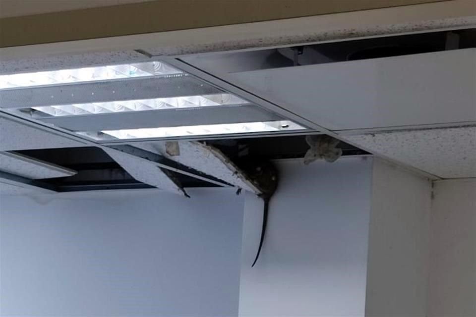 Empleados confirmaron que una plaga de ratas afecta a un hospital del IMSS en Monterrey, pues han sido captadas hasta en área de urgencias.