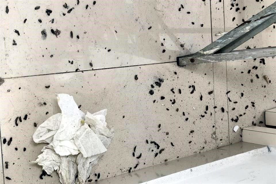 Tras circular reportes de una plaga de roedores en el Hospital de Traumatología del IMSS, en el Centro, empleados lo confirmaron.