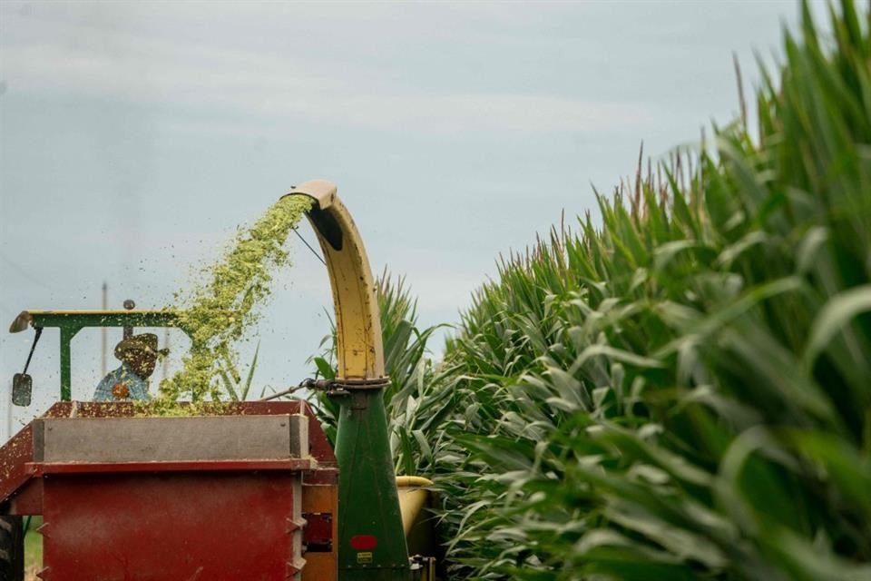 Canadá se suma a EU en el panel contra México por maíz.