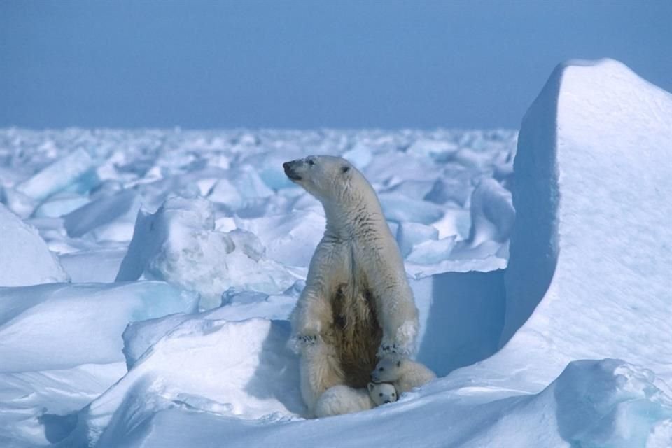 Una osa polar con sus cachorros en el Mar de Hielo, al norte de Alaska.