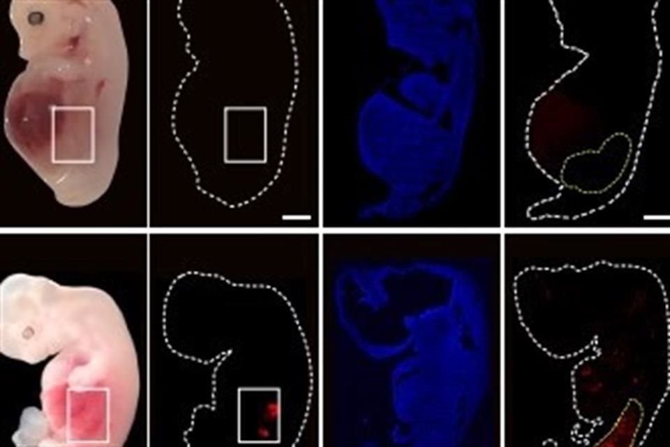 Un grupo de científicos logró por primera vez generar dentro de un animal riñones que contenían hasta un 60 por ciento de células humanas, un paso importante para el futuro de los trasplantes.