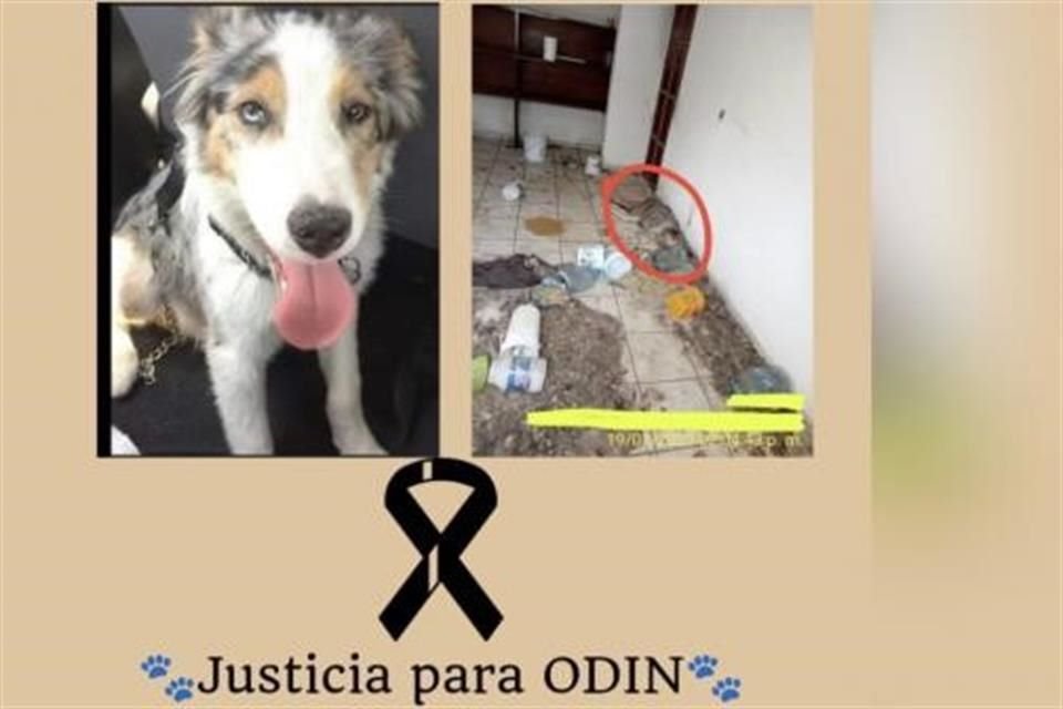 Un hombre que era procesado por la muerte de un perro al que tenía amarrado en la Colonia Americana sin agua ni comida, fue condenado a prisión.