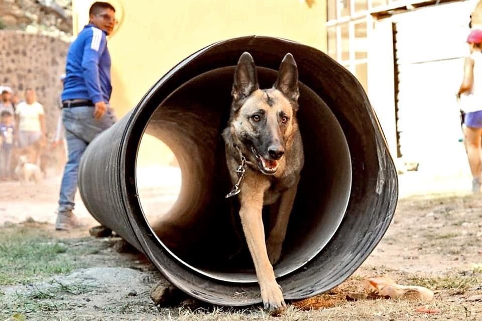 El entrenamiento de los canes duró 3 meses.